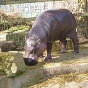 Pygmy hippo