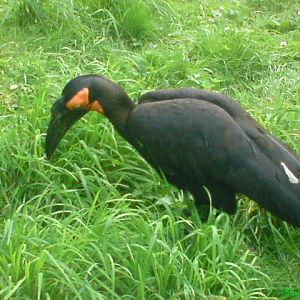 Southern ground hornbill