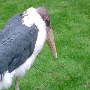 Marabou stork