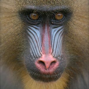 Mandrill