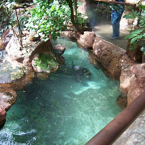 Black-footed penguins