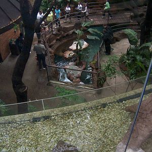 Little and Black-footed Penguins