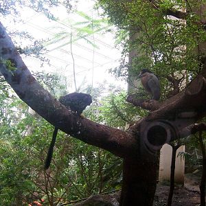 Howler monkey and boat-billed heron