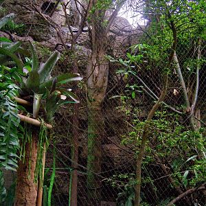 Toucan and Cotton-top Tamarin exhibit