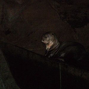 Giant Otter