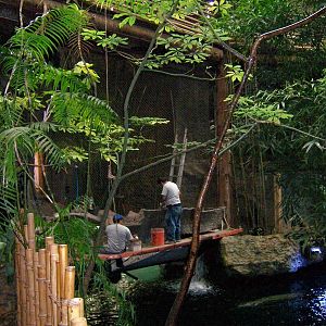 New guan habitat being built