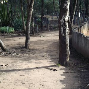 Galapagos Tortoise exhibit at Western Plains Zoo