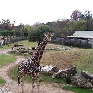 Giraffe