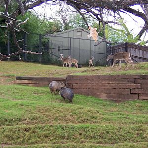 White-tailed deer and peccary