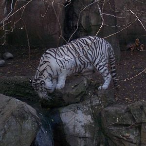 White tiger