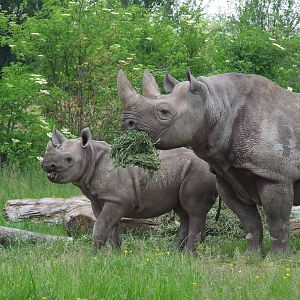Eastern Black Rhinos, Tsavo - the Black Rhino Experience