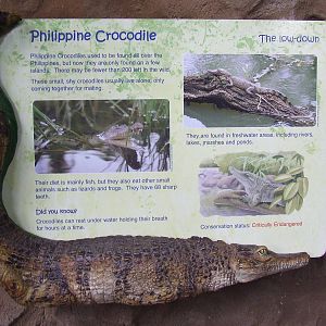Information table, Philippine Crocodile, Tropical Realm