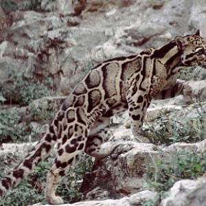 clouded leopard, San Antonio