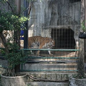 Pata zoo, Bangkok