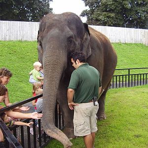 Asian Elephant- Romani