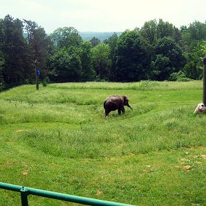 Wildlife Trails - Elephant Day Yard