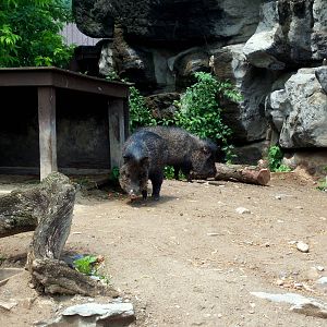Wildlife Trails - White-lipped Peccary