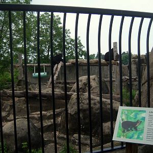 Wildlife Trails - Spectacled Bear Exhibit