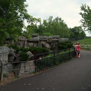 Wildlife Trails - White-lipped Peccary Exhibit