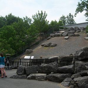 Wildlife Trails - Bighorn Sheep Exhibit