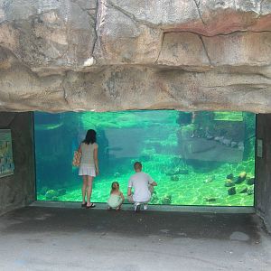Penguin Coast Exhibit