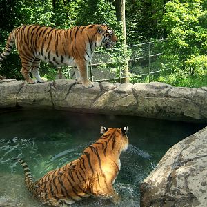 Wildlife Trails - Tiger Pool