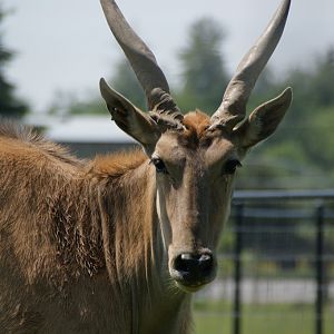 Common Eland