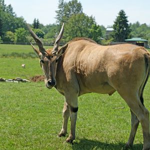 Common Eland