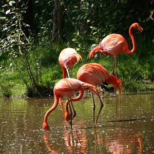 Red flamingos