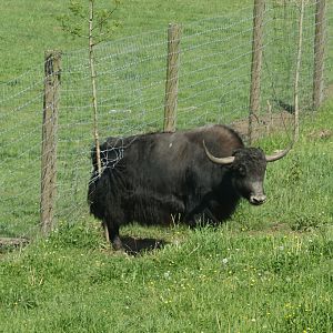 The yak passed the fence
