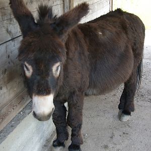 black burro