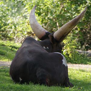 ankole cattle