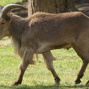 aoudad