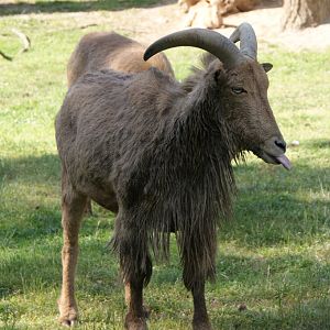 aoudad