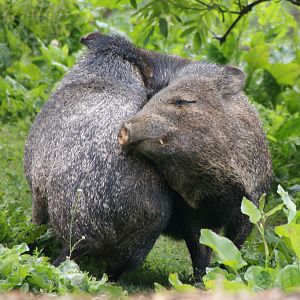 lovely Collared Peccary