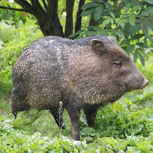 Collared Peccary