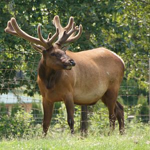 A male Roosevelt Elk