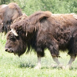 Muskox