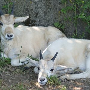 baby addax