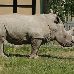 white Rhinoceros