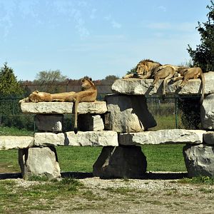 Lions at the african lion safari