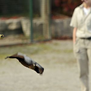 Flying fox at the african lion safari