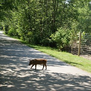 baby Wild Boar strolls around the street