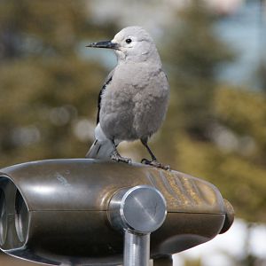 Clark nutcracker - Lake Louis
