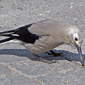 Clark nutcracker - Lake Louis