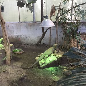Rhinoceros iguanas | "AmaZOOnas" Tropical House