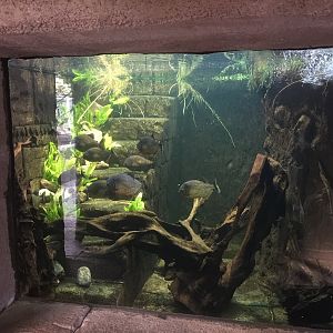 Piranha tank | "AmaZOOnas" Tropical House