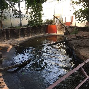 Giant Otter indoor exhibit | "AmaZOOnas" Tropical House