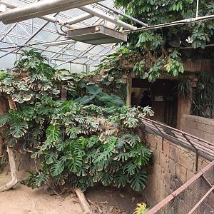 Impressive Monstera plant | "AmaZOOnas" Tropical House