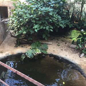 Chinese alligator exhibit | "AmaZOOnas" Tropical House